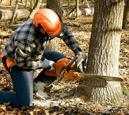Tree Removal in Glen Hope, PA